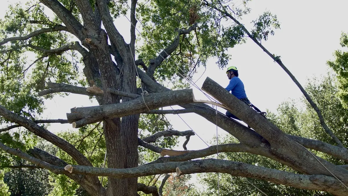 Professional Hazardous Tree Removal performed by certified arborists in Ellenboro