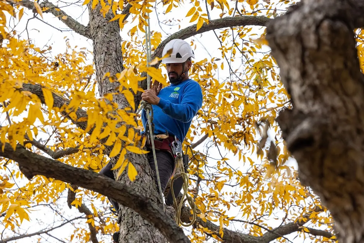 Skilled Tree Transplanting crew working in Ellenboro