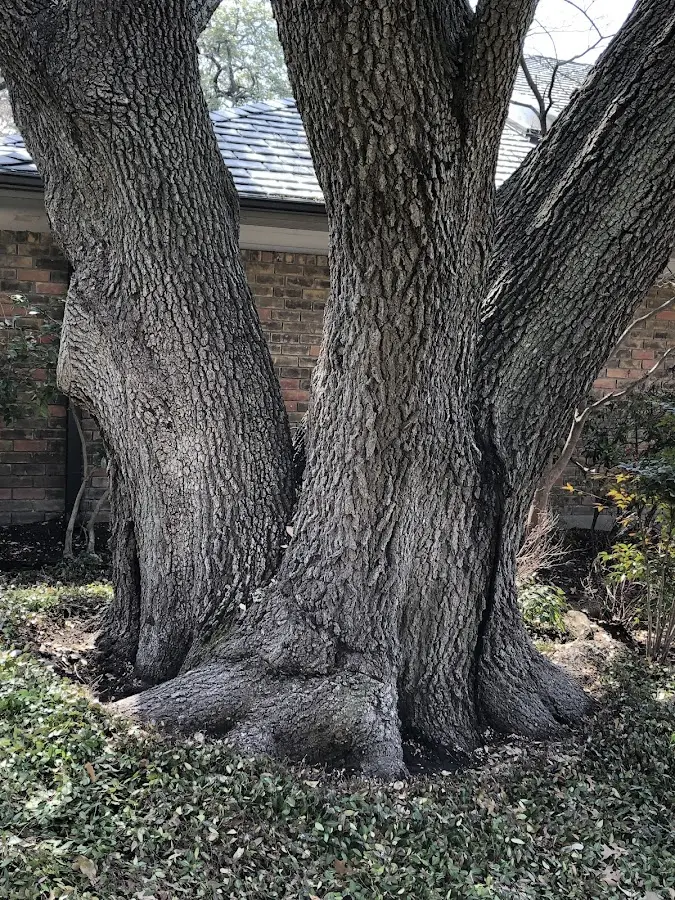 Mature heritage tree close to a Ellenboro property cared for by certified arborists